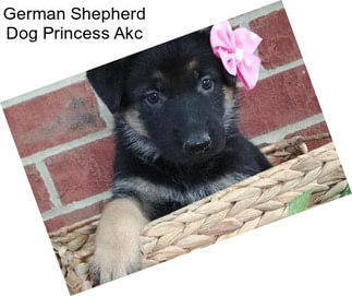 German Shepherd Dog Princess Akc