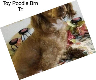 Toy Poodle Brn Tt