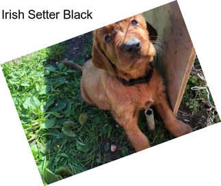 Irish Setter Black