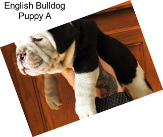 English Bulldog Puppy A