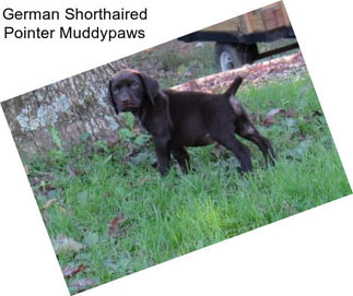 German Shorthaired Pointer Muddypaws