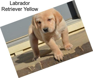 Labrador Retriever Yellow