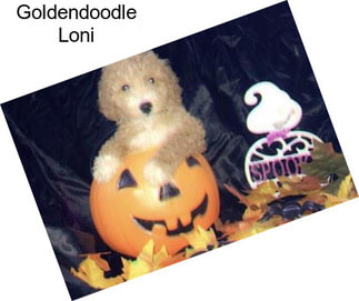 Goldendoodle Loni