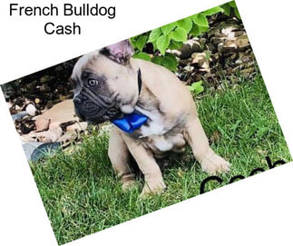 French Bulldog Cash