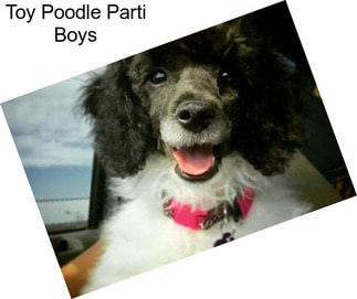 Toy Poodle Parti Boys