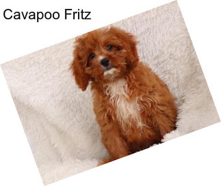 Cavapoo Fritz