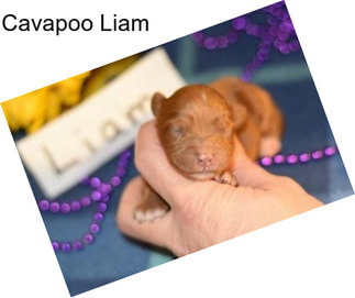 Cavapoo Liam