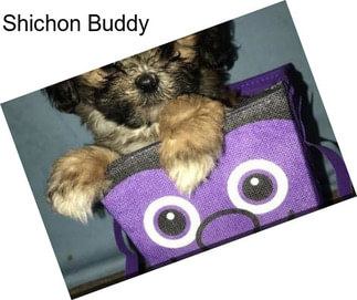 Shichon Buddy