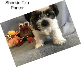 Shorkie Tzu Parker