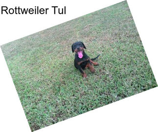 Rottweiler Tul