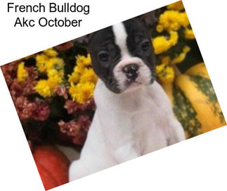 French Bulldog Akc October