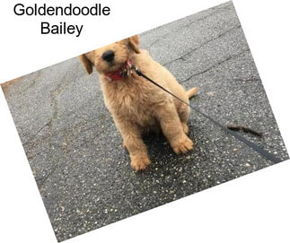 Goldendoodle Bailey