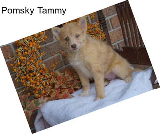 Pomsky Tammy