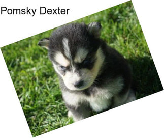 Pomsky Dexter