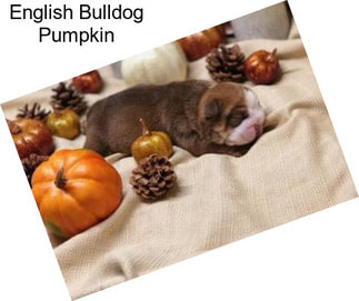 English Bulldog Pumpkin