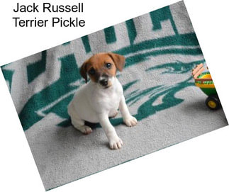 Jack Russell Terrier Pickle