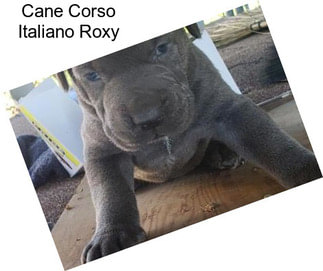 Cane Corso Italiano Roxy