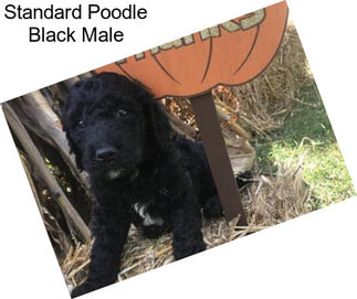 Standard Poodle Black Male