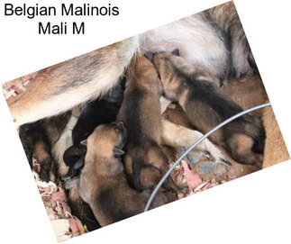 Belgian Malinois Mali M