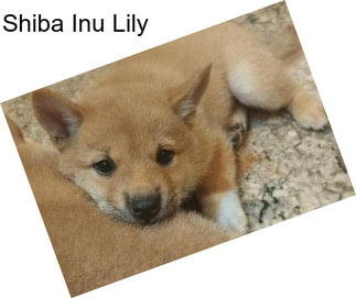 Shiba Inu Lily