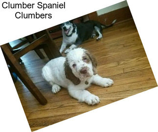 Clumber Spaniel Clumbers