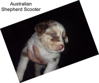 Australian Shepherd Scooter