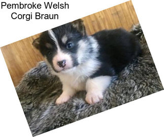 Pembroke Welsh Corgi Braun