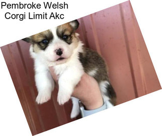 Pembroke Welsh Corgi Limit Akc