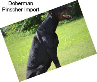 Doberman Pinscher Import