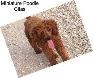 Miniature Poodle Cilas