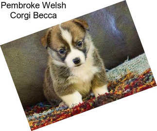 Pembroke Welsh Corgi Becca