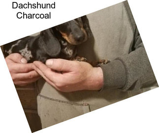 Dachshund Charcoal