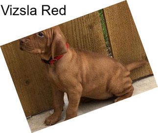 Vizsla Red