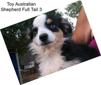 Toy Australian Shepherd Full Tail 3