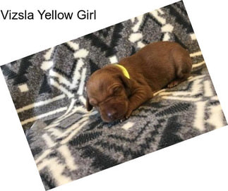 Vizsla Yellow Girl