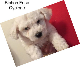 Bichon Frise Cyclone