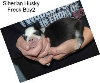 Siberian Husky Freck Boy2
