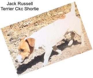 Jack Russell Terrier Ckc Shortie