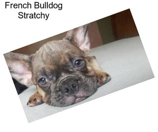 French Bulldog Stratchy