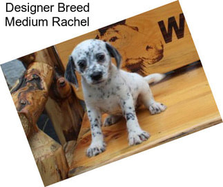 Designer Breed Medium Rachel