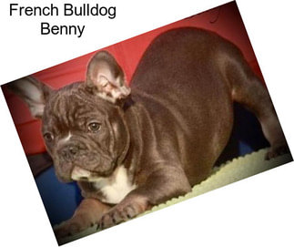 French Bulldog Benny