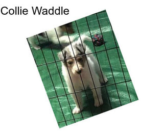 Collie Waddle