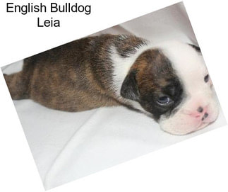 English Bulldog Leia