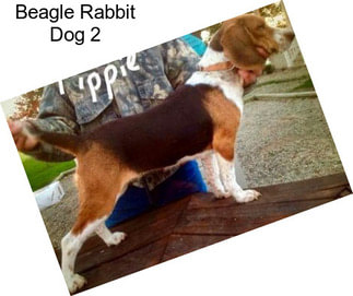 Beagle Rabbit Dog 2