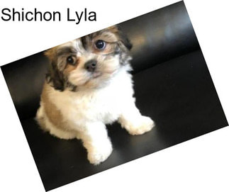 Shichon Lyla