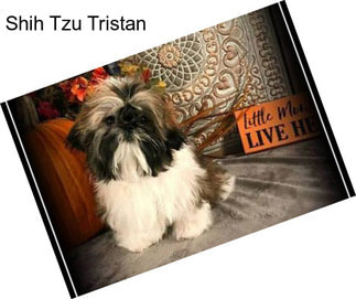 Shih Tzu Tristan