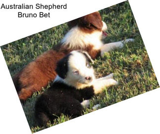 Australian Shepherd Bruno Bet
