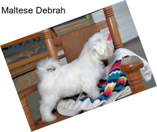 Maltese Debrah