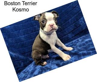 Boston Terrier Kosmo