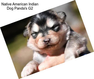 Native American Indian Dog Panda\'s G2